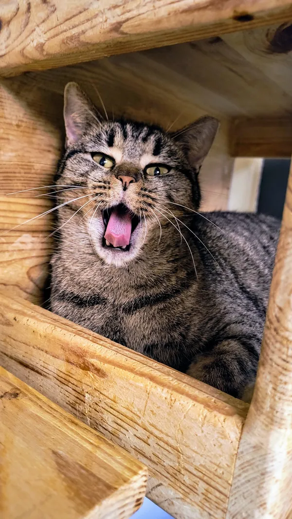 Kot do adopcji, Gdynia, 6 lutego 2025 (5/5)