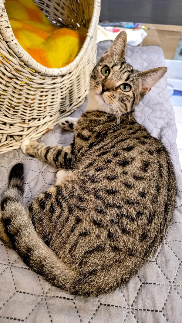 Kot do adopcji, Gdynia, 6 lutego 2025 (2/5)