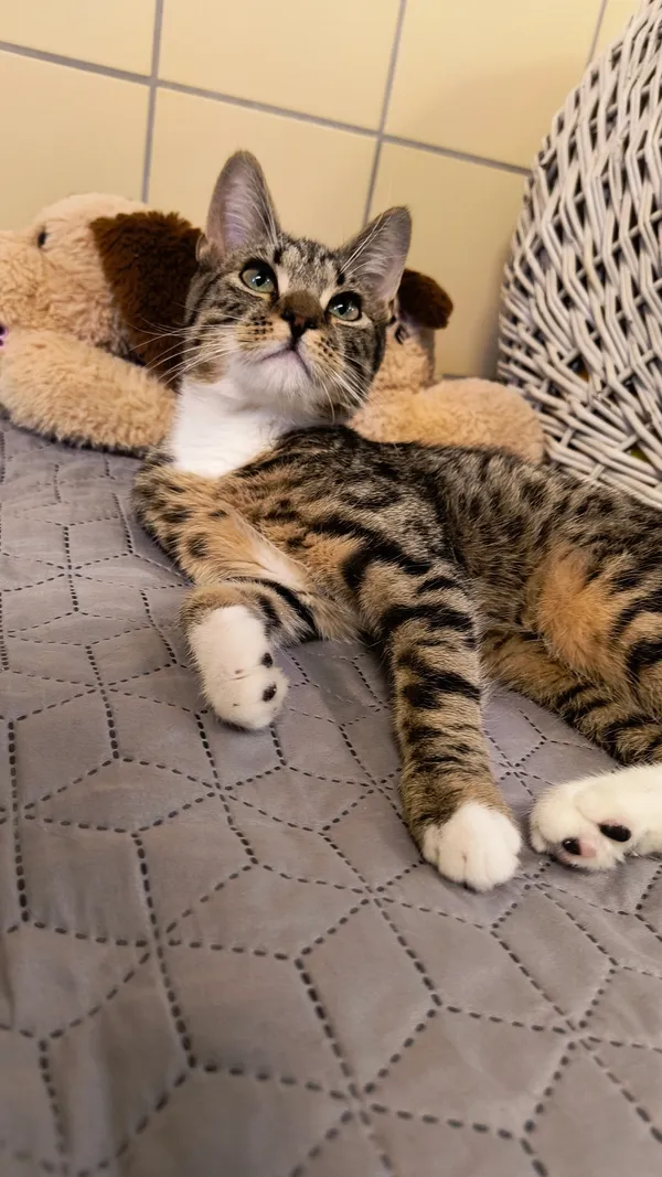 Kot do adopcji, Gdynia, 6 lutego 2025 (3/5)