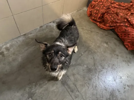 Pies do adopcji, Kraków, 23 stycznia 2025