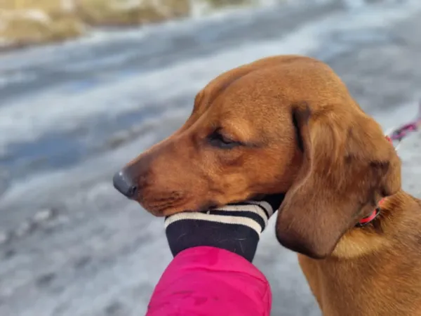 Znaleziono psa, Żywiec, 6 lutego 2025 (1/5)