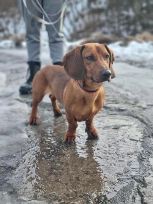 Znaleziono psa, Żywiec, 6 lutego 2025 (2/5)