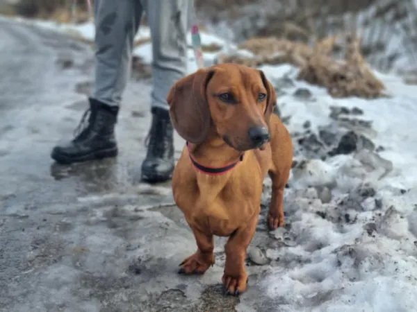 Znaleziono psa, Żywiec, 6 lutego 2025 (3/5)