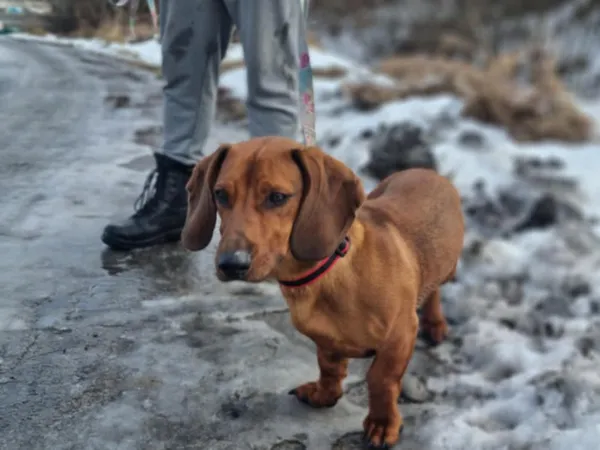 Znaleziono psa, Żywiec, 6 lutego 2025 (4/5)