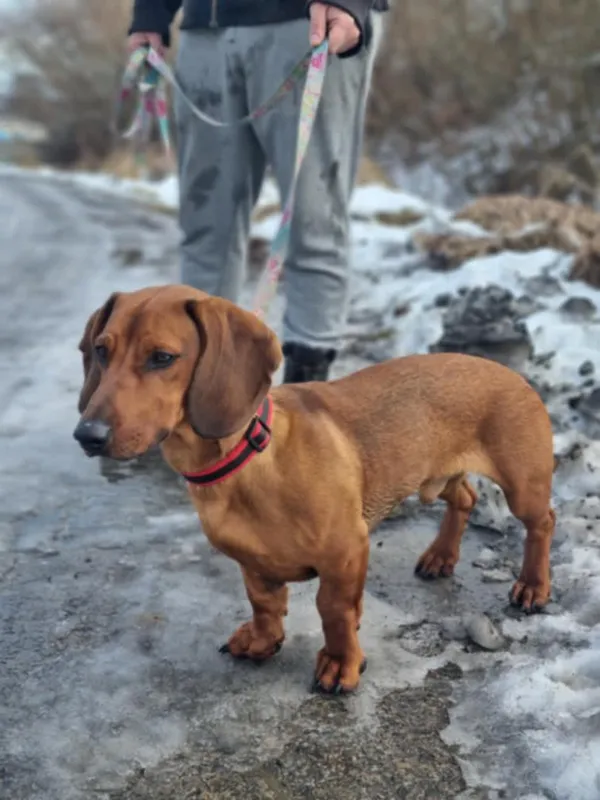 Znaleziono psa, Żywiec, 6 lutego 2025 (5/5)