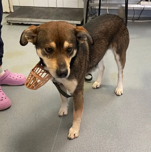 Znaleziono psa, Lublin, 5 lutego 2025