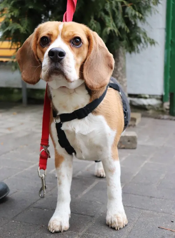 Znaleziono psa, Łódź, 6 lutego 2025 (1/2)