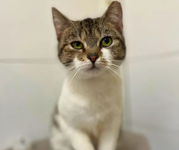 Kot do adopcji, Starogard Gdański, 6 lutego 2025