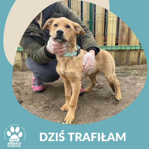 Znaleziono psa, Dąbrówka, 5 lutego 2025