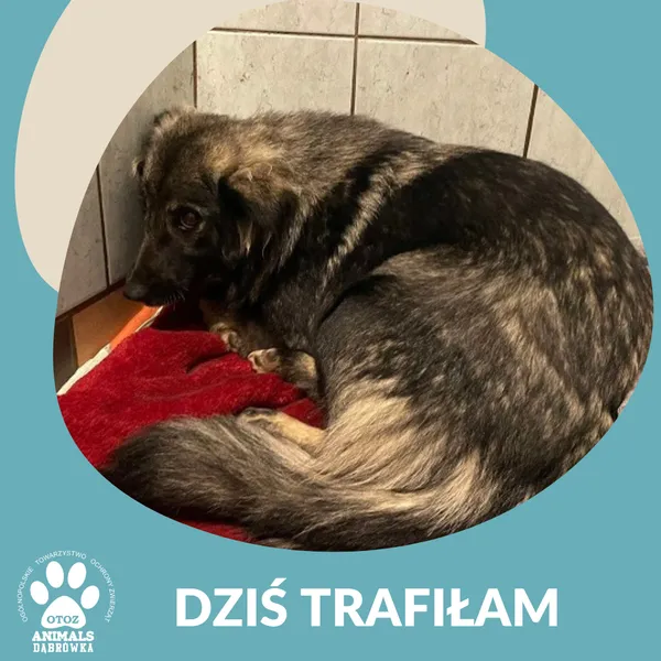 Znaleziono psa, Dąbrówka, 5 lutego 2025