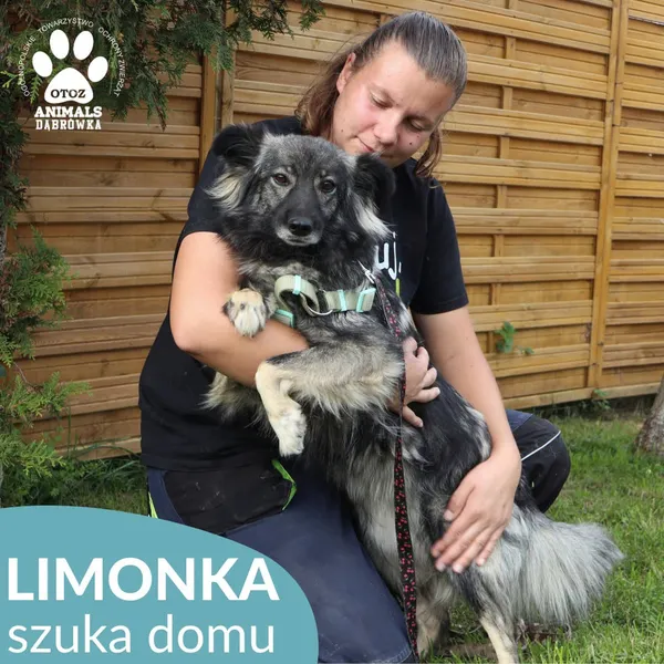 Znaleziono psa, Dąbrówka, 9 października 2026 (3/4)