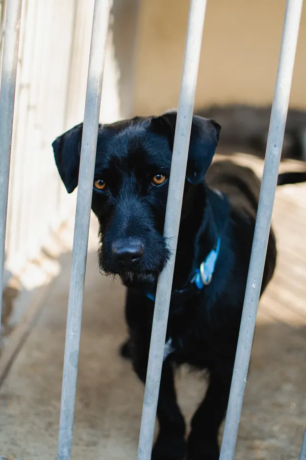 Znaleziono psa, Sosnowiec, 4 lutego 2025 (1/5)