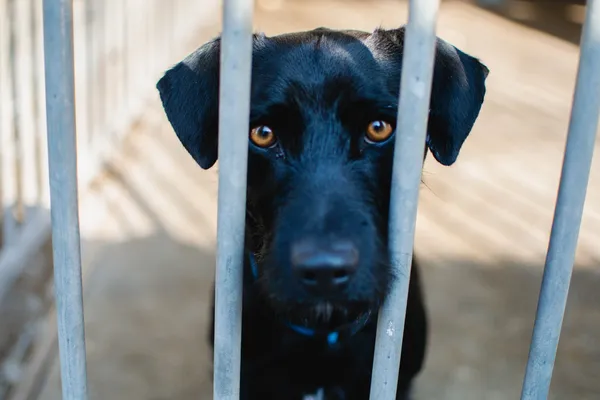 Znaleziono psa, Sosnowiec, 4 lutego 2025 (4/5)