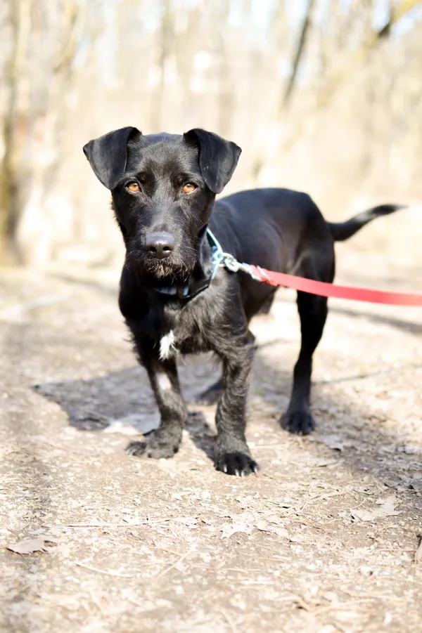 Znaleziono psa, Sosnowiec, 4 lutego 2025 (5/5)