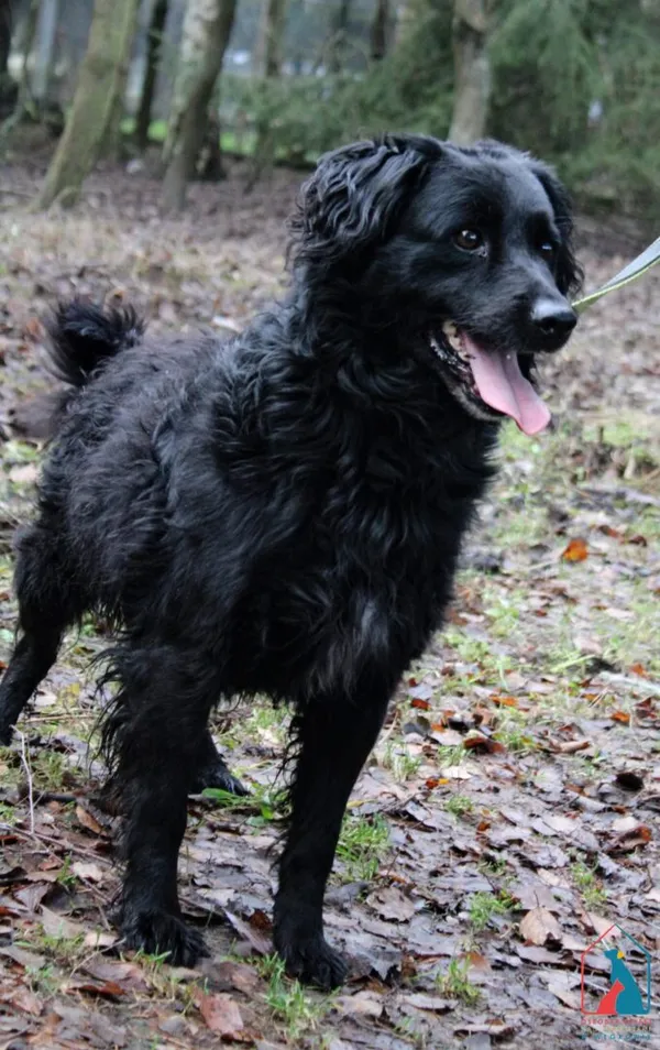 Pies do adopcji, Grudziądz, 15 października 2024 (2/5)