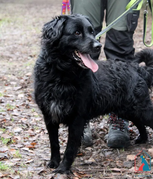 Pies do adopcji, Grudziądz, 15 października 2024 (4/5)