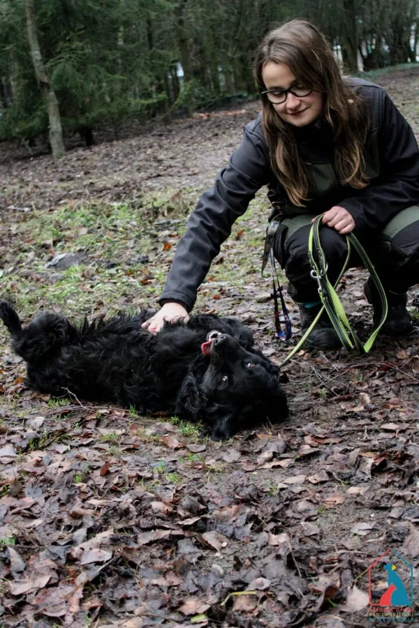 Pies do adopcji, Grudziądz, 15 października 2024 (5/5)