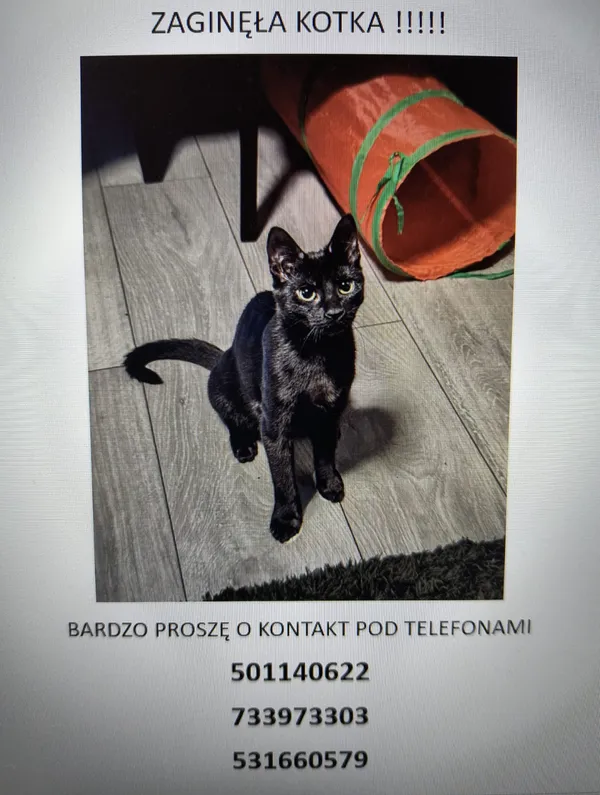 Zaginął kot, Łódź, Łódź-Śródmieście, 7 lutego 2025 (1/5)