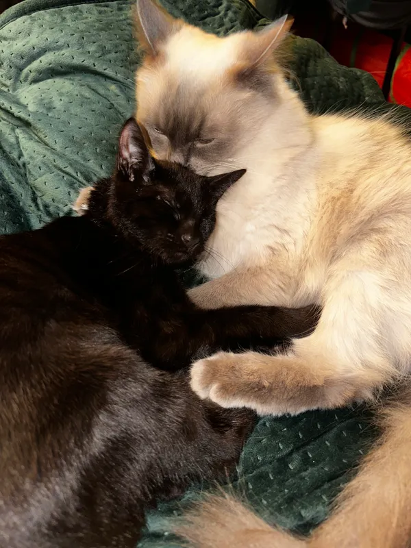 Zaginął kot, Łódź, Łódź-Śródmieście, 7 lutego 2025 (4/5)