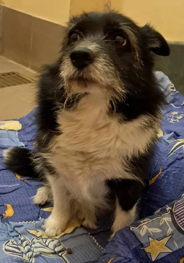 Znaleziono psa, Olsztyn, 5 lutego 2025