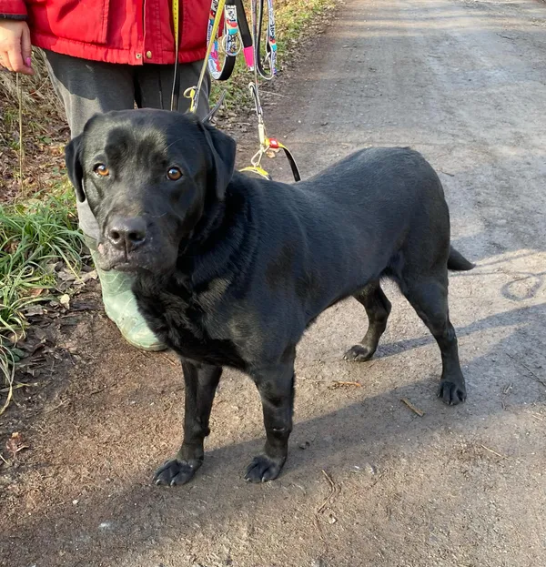 Pies do adopcji, gmina Platerówka, 7 lutego 2025 (1/3)