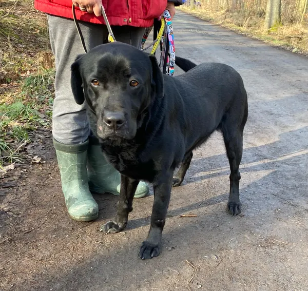 Pies do adopcji, gmina Platerówka, 7 lutego 2025 (3/3)