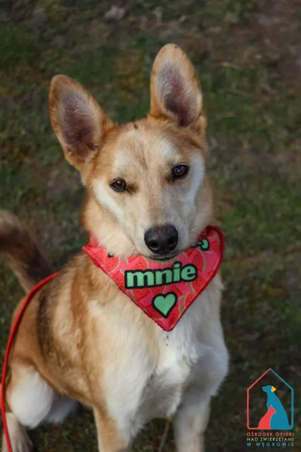 Pies do adopcji, Grudziądz, 22 stycznia 2025 (1/5)