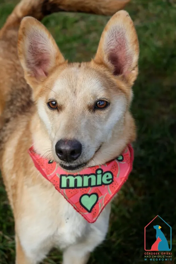 Pies do adopcji, Grudziądz, 22 stycznia 2025 (2/5)