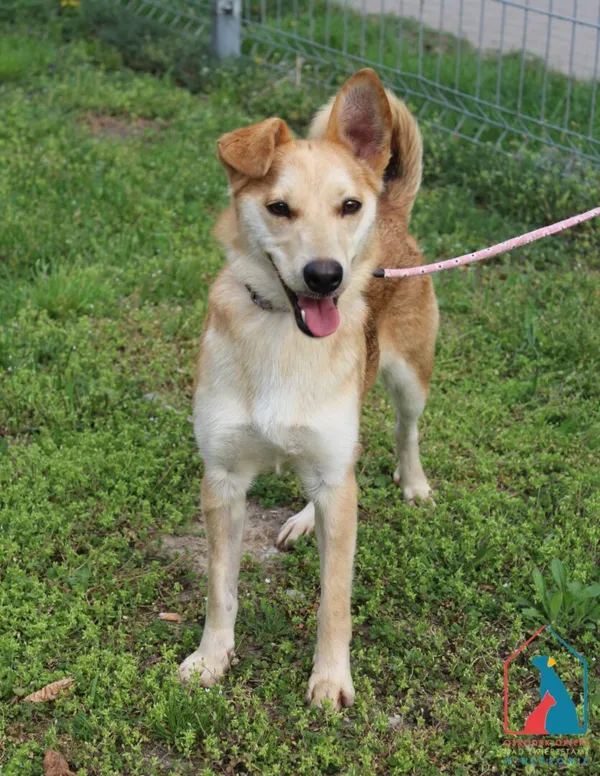 Pies do adopcji, Grudziądz, 22 stycznia 2025 (3/5)