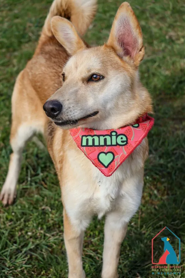 Pies do adopcji, Grudziądz, 22 stycznia 2025 (4/5)