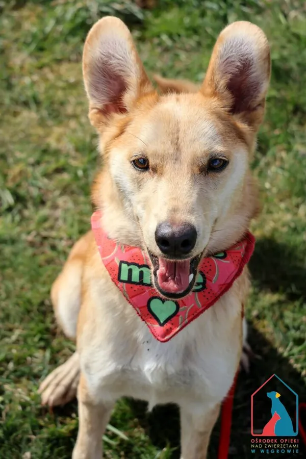 Pies do adopcji, Grudziądz, 22 stycznia 2025 (5/5)