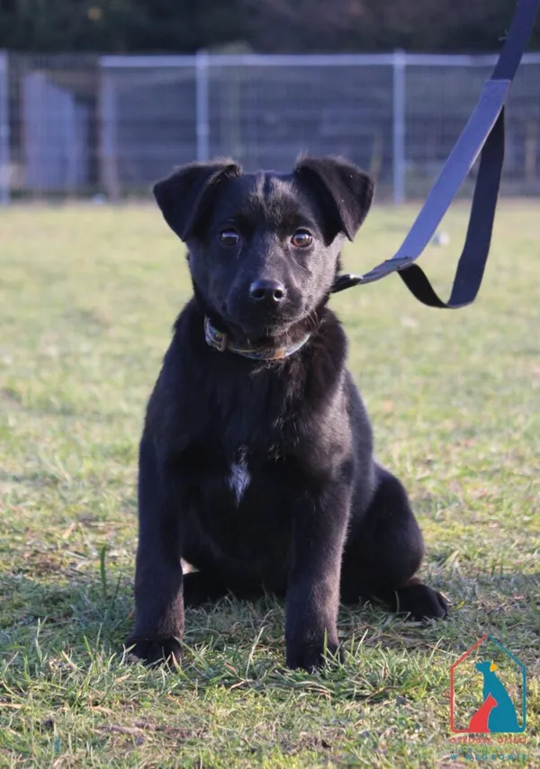 Pies do adopcji, Grudziądz, 4 lutego 2025