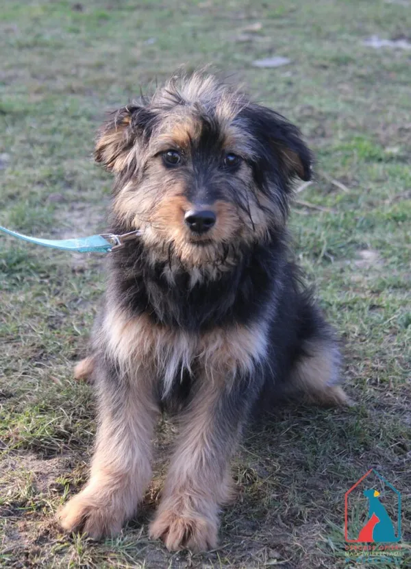 Pies do adopcji, Grudziądz, 4 lutego 2025