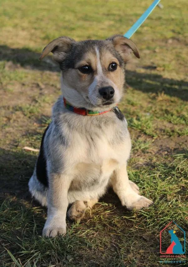Pies do adopcji, Grudziądz, 4 lutego 2025