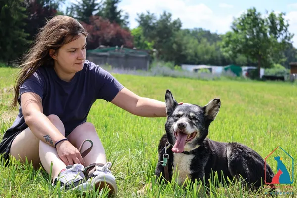 Pies do adopcji, Grudziądz, 21 stycznia 2025 (2/5)