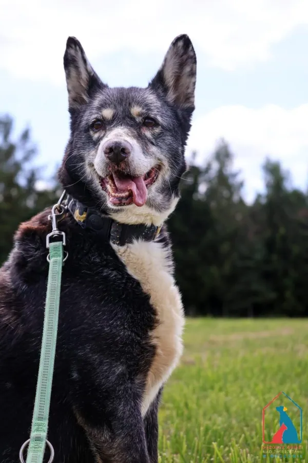 Pies do adopcji, Grudziądz, 21 stycznia 2025 (5/5)