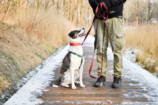 Znaleziono psa, Sosnowiec, 7 lutego 2025 (1/5)