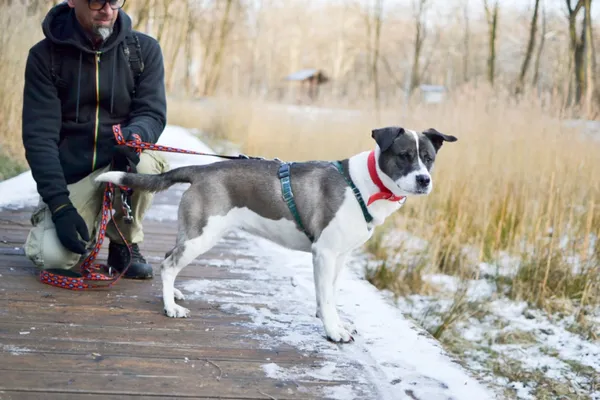 Znaleziono psa, Sosnowiec, 7 lutego 2025 (2/5)