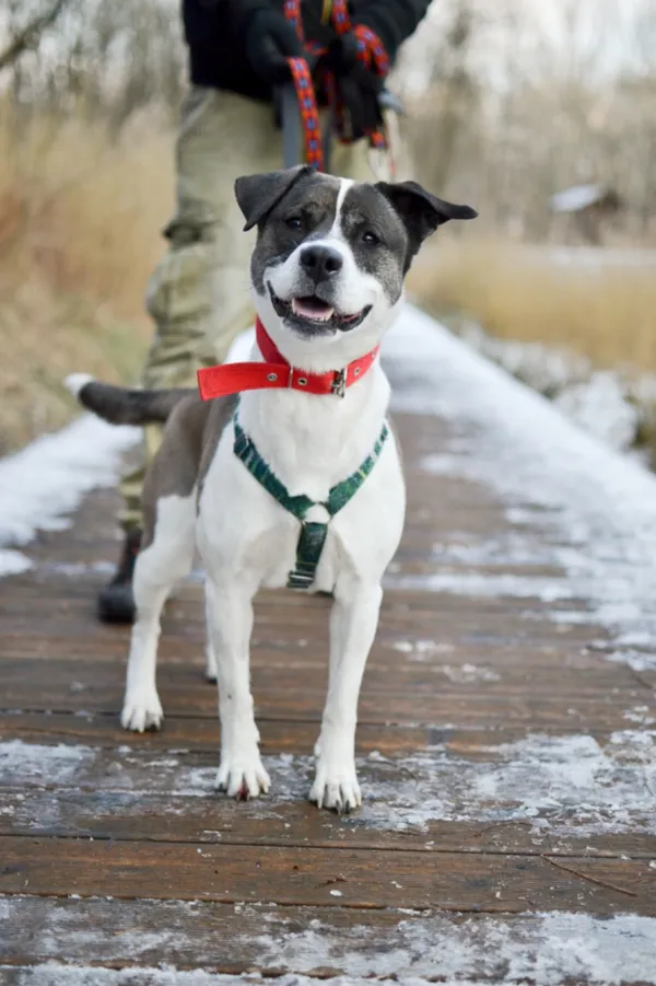 Znaleziono psa, Sosnowiec, 7 lutego 2025 (4/5)