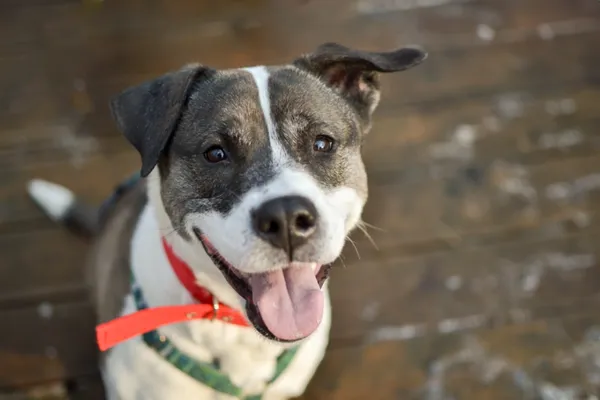 Znaleziono psa, Sosnowiec, 7 lutego 2025 (5/5)