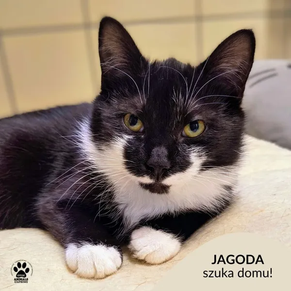 Kot do adopcji, Gdynia, 7 lutego 2025