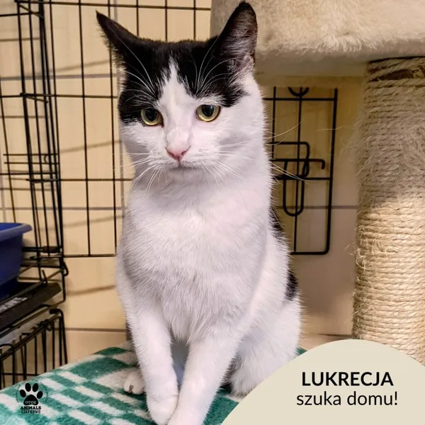 Kot do adopcji, Gdynia, 7 lutego 2025