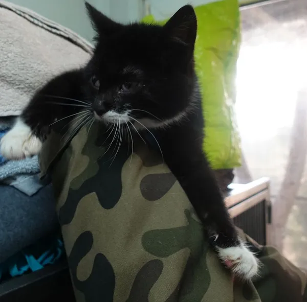 Znaleziono kota, Gdańsk, 7 lutego 2025