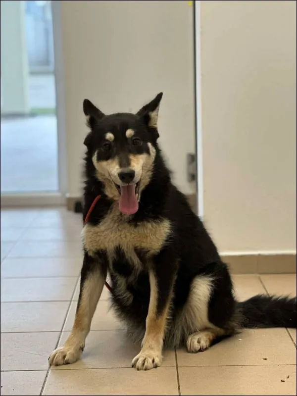 Znaleziono psa, Grudziądz, 7 lutego 2025