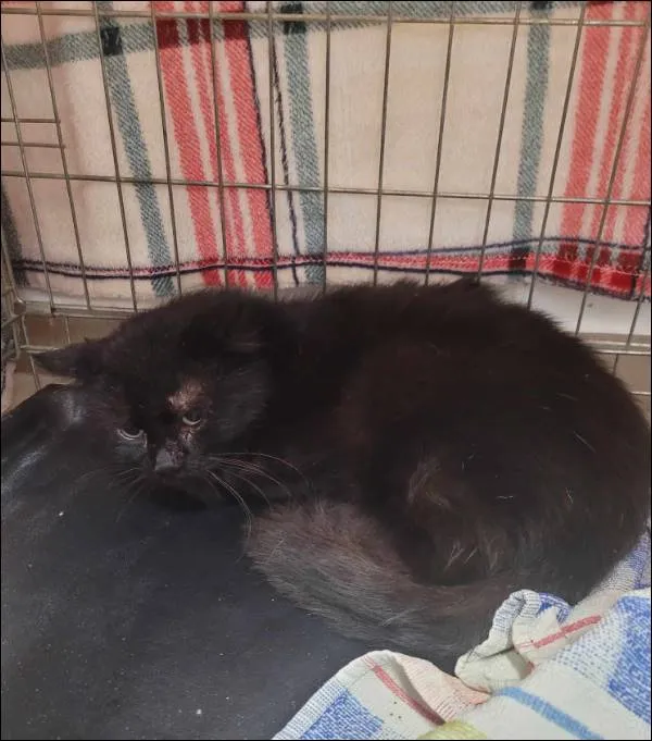 Znaleziono kota, Grudziądz, 6 lutego 2025