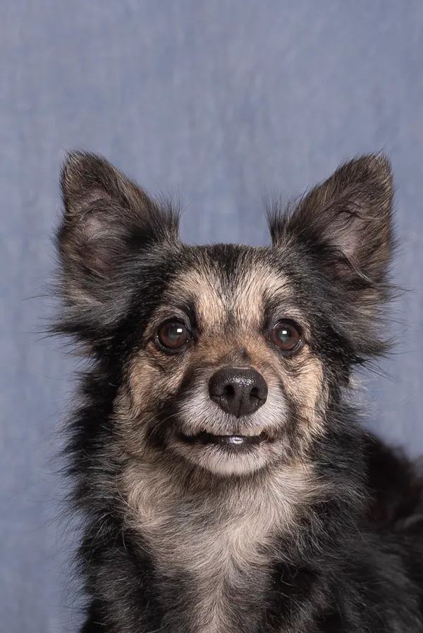 Pies do adopcji, Gdańsk, 7 lutego 2025