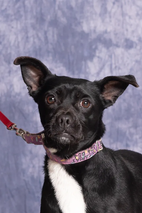 Pies do adopcji, Gdańsk, 19 stycznia 2025