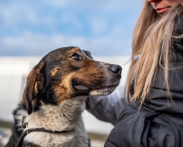 Pies do adopcji, Racławice, 5 lutego 2025 (1/5)