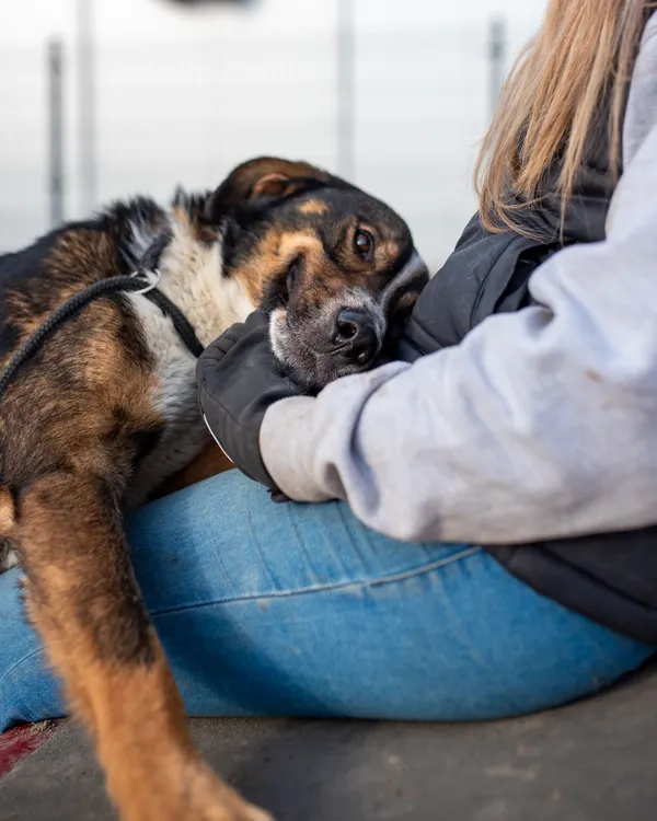 Pies do adopcji, Racławice, 5 lutego 2025 (3/5)
