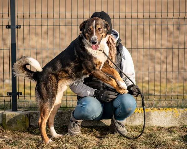 Pies do adopcji, Racławice, 5 lutego 2025 (5/5)